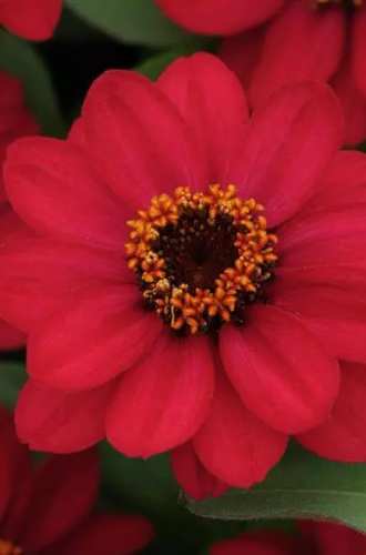  Zinnia marylandica Zahara Series Rapsberry 1000 semien